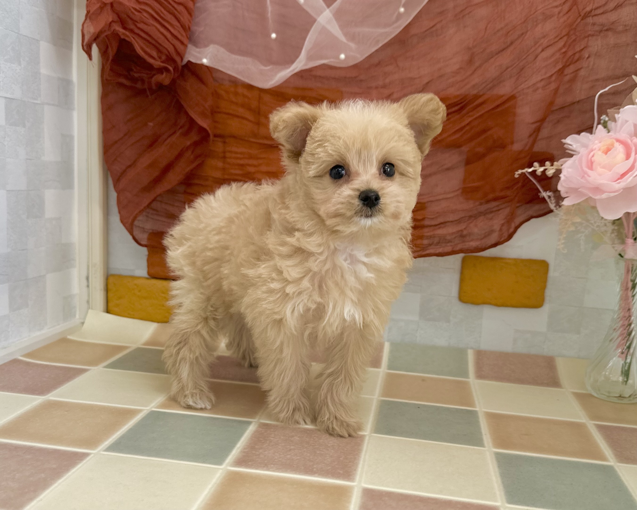 群馬県のポメプー(ポメラニアン×プードル) (かねだいペットトライアル前橋/2025年12月19日生まれ/女の子/クリーム)の子犬の3枚目の画像