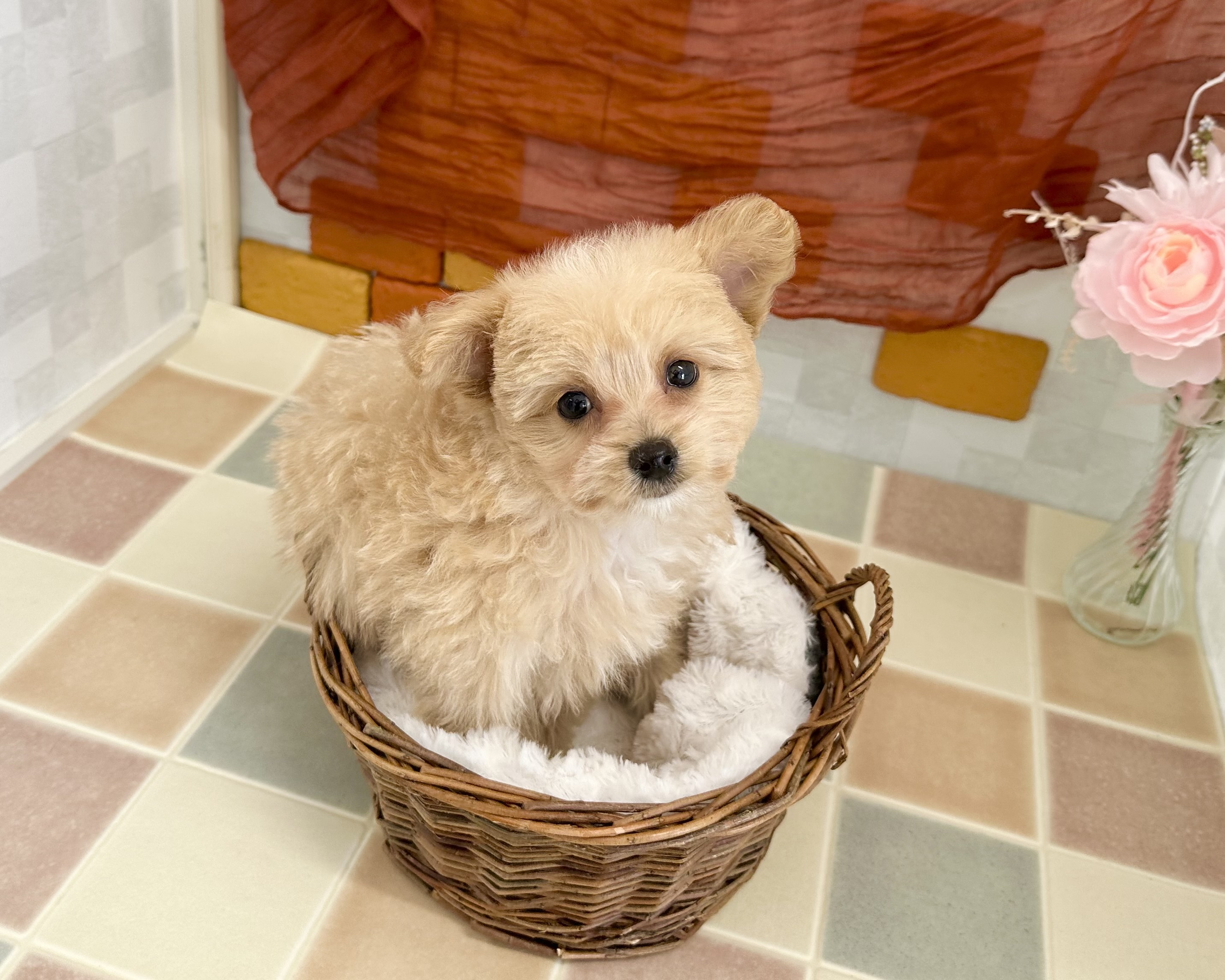 群馬県のポメプー(ポメラニアン×プードル) (かねだいペットトライアル前橋/2025年12月19日生まれ/女の子/クリーム)の子犬の4枚目の画像