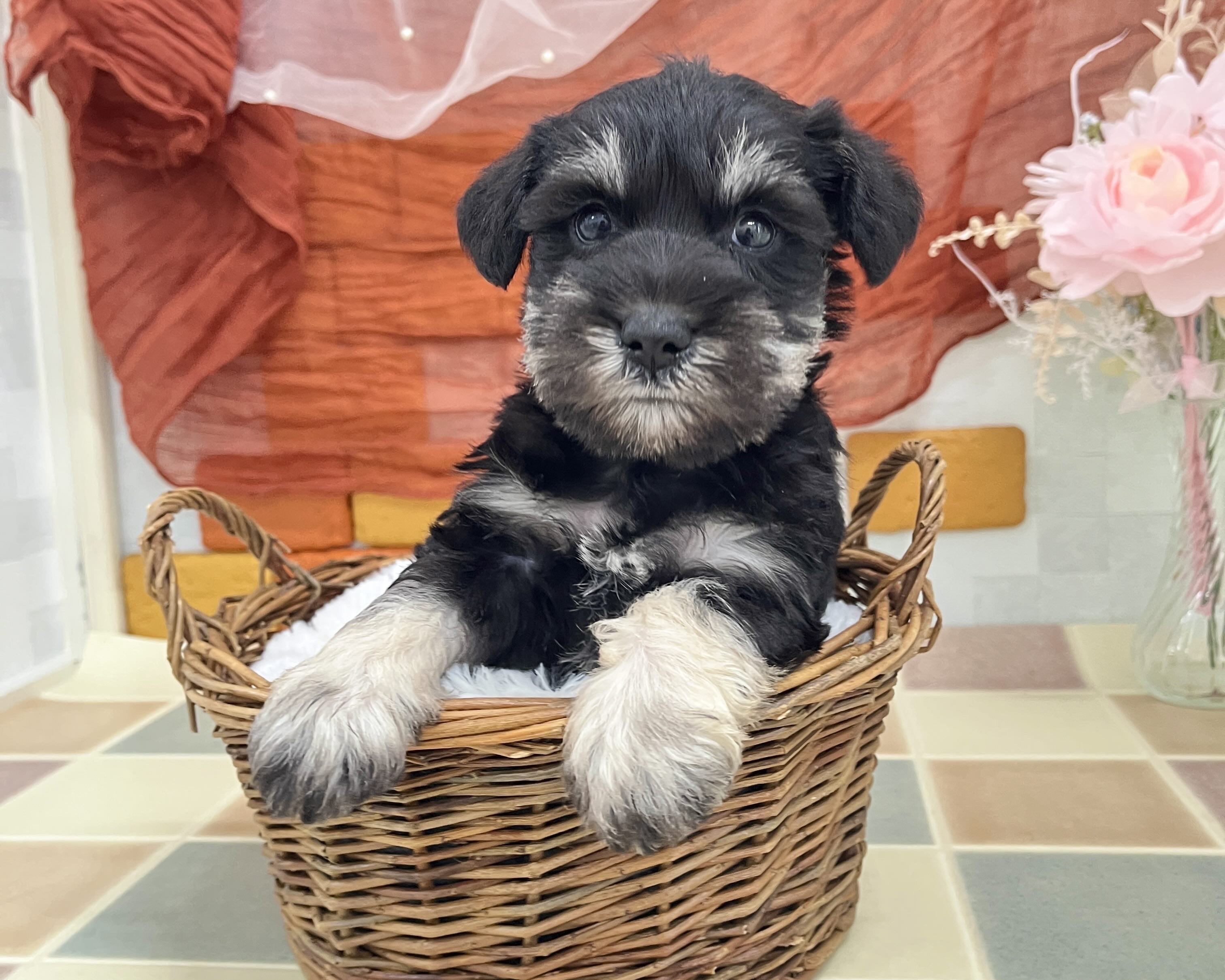 群馬県のミニチュアシュナウザー (かねだいペットトライアル前橋/2026年1月6日生まれ/男の子/ブラックシルバー)の子犬の1枚目の画像