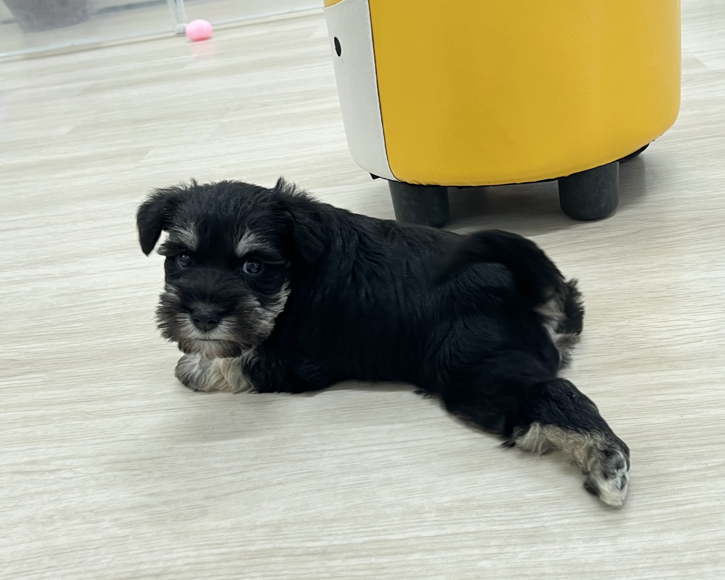 群馬県のミニチュアシュナウザー (かねだいペットトライアル前橋/2026年1月6日生まれ/男の子/ブラックシルバー)の子犬の2枚目の画像