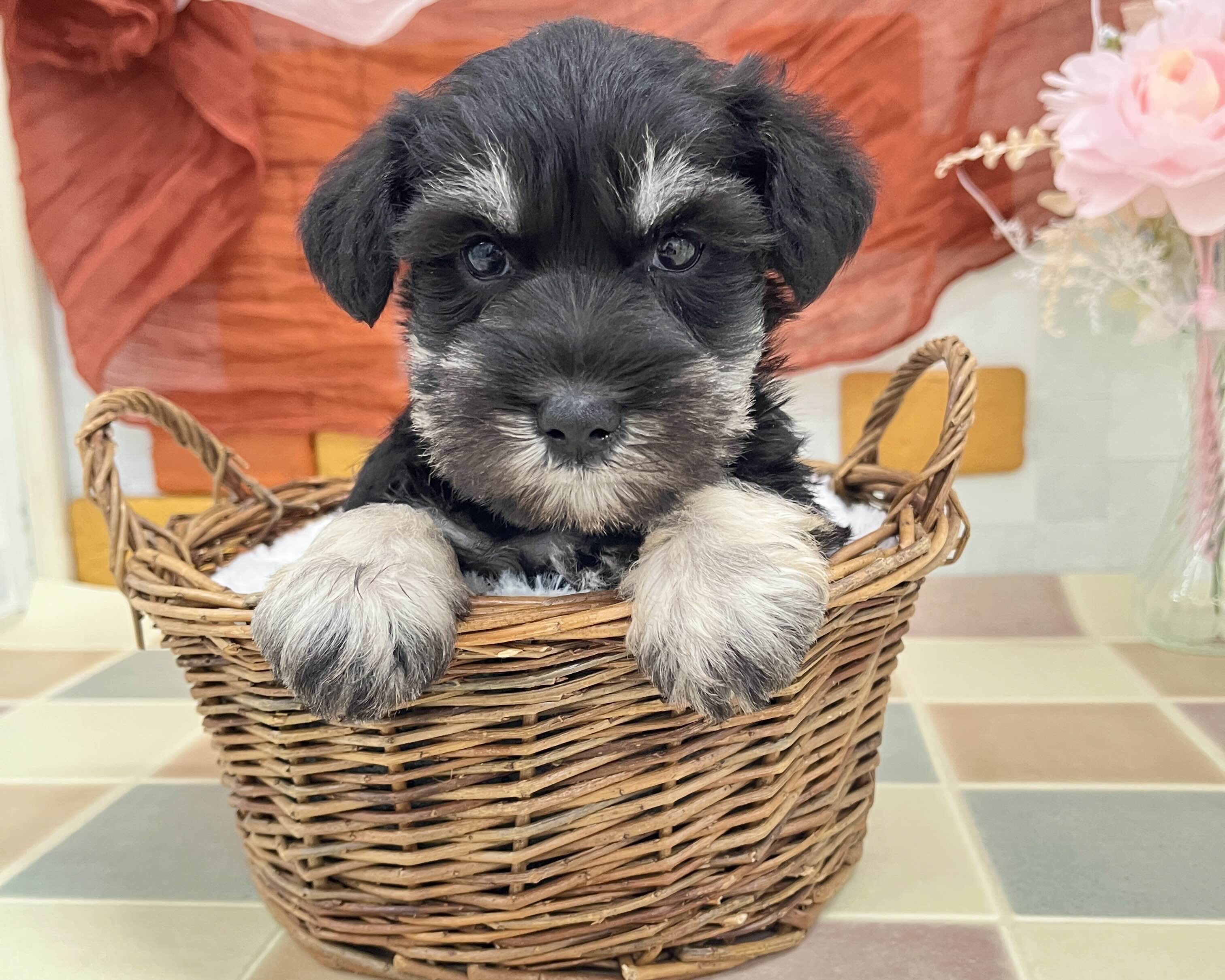 群馬県のミニチュアシュナウザー (かねだいペットトライアル前橋/2026年1月6日生まれ/男の子/ブラックシルバー)の子犬の3枚目の画像