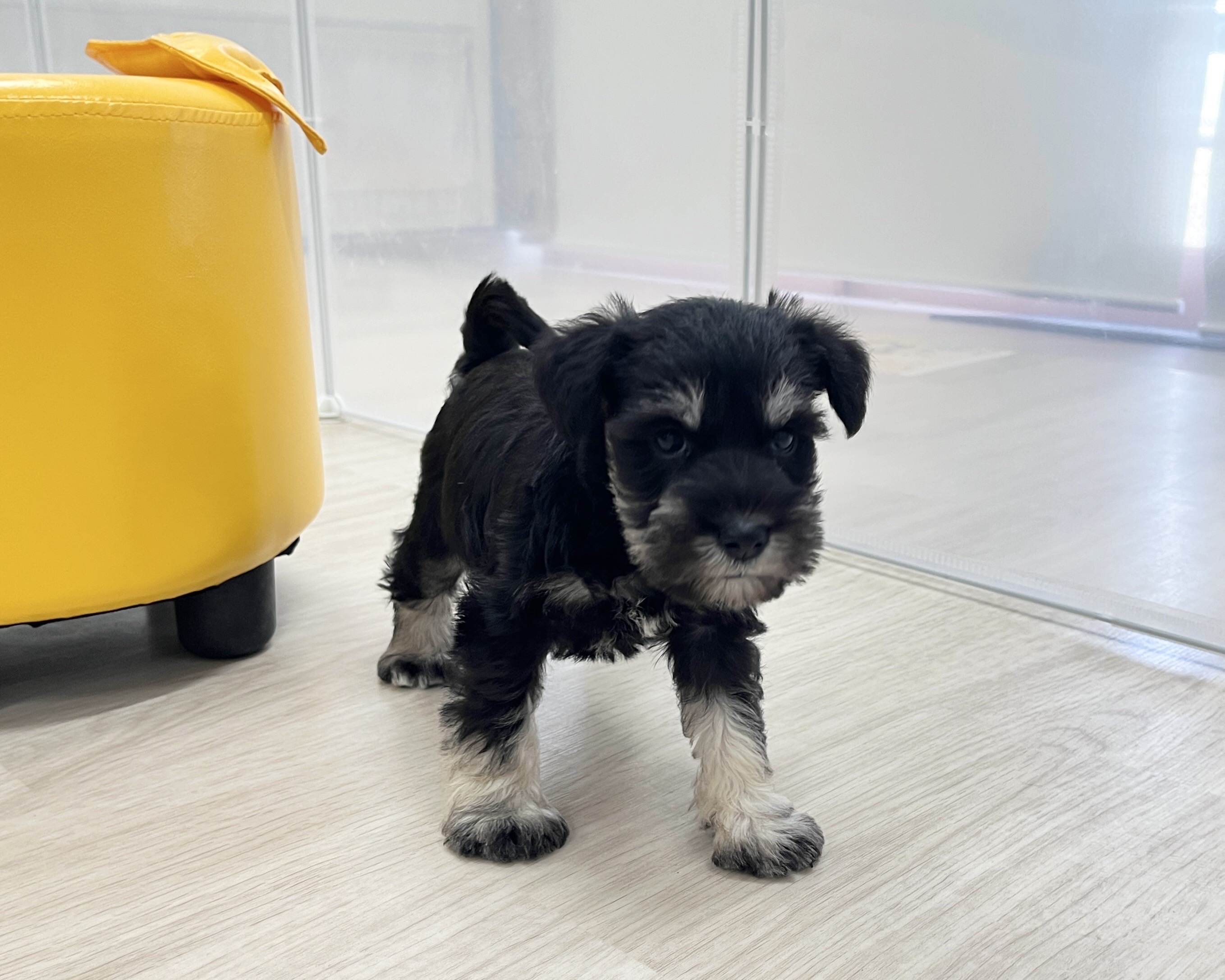 群馬県のミニチュアシュナウザー (かねだいペットトライアル前橋/2026年1月6日生まれ/男の子/ブラックシルバー)の子犬の4枚目の画像