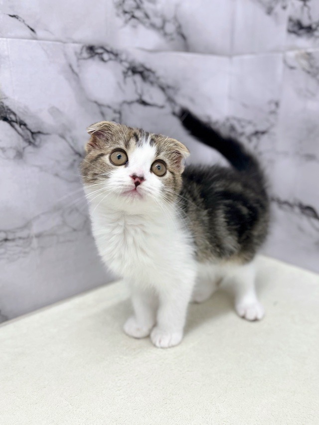 神奈川県のスコティッシュフォールド (かねだい東戸塚店/2025年11月29日生まれ/男の子/ブラウンタビーホワイト)の子猫の1枚目の画像