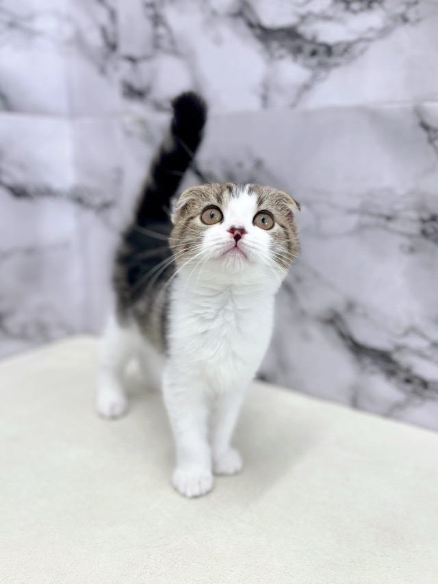 神奈川県のスコティッシュフォールド (かねだい東戸塚店/2025年11月29日生まれ/男の子/ブラウンタビーホワイト)の子猫の2枚目の画像