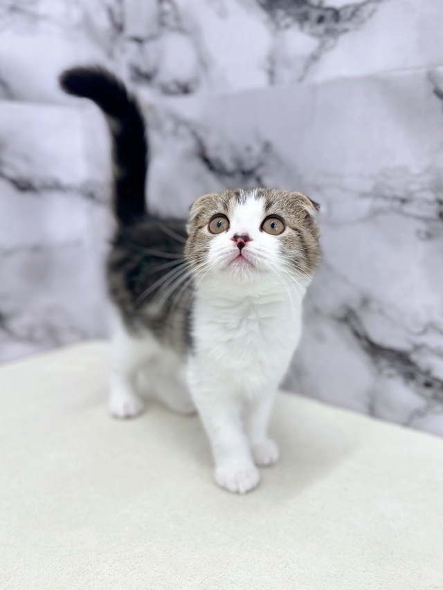 神奈川県のスコティッシュフォールド (かねだい東戸塚店/2025年11月29日生まれ/男の子/ブラウンタビーホワイト)の子猫の3枚目の画像