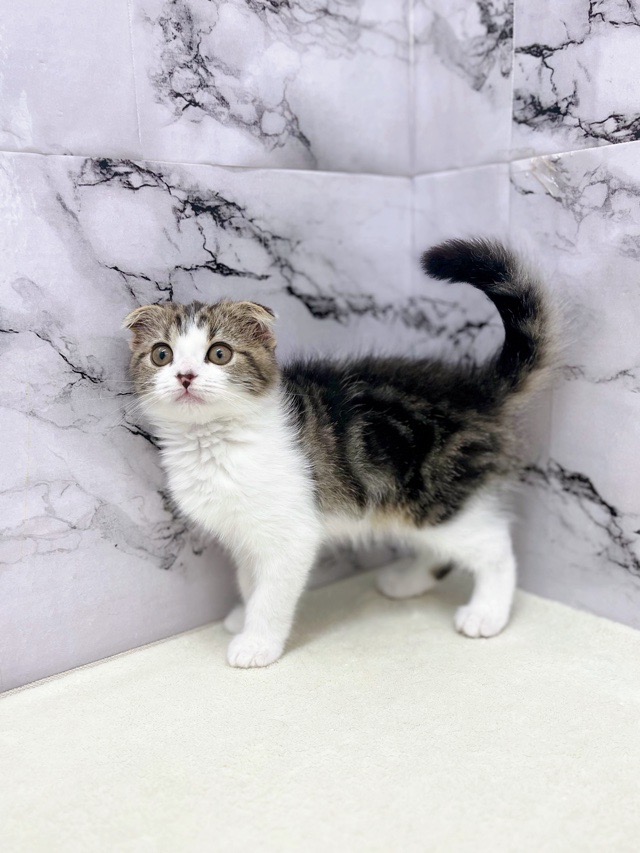 神奈川県のスコティッシュフォールド (かねだい東戸塚店/2025年11月29日生まれ/男の子/ブラウンタビーホワイト)の子猫の4枚目の画像