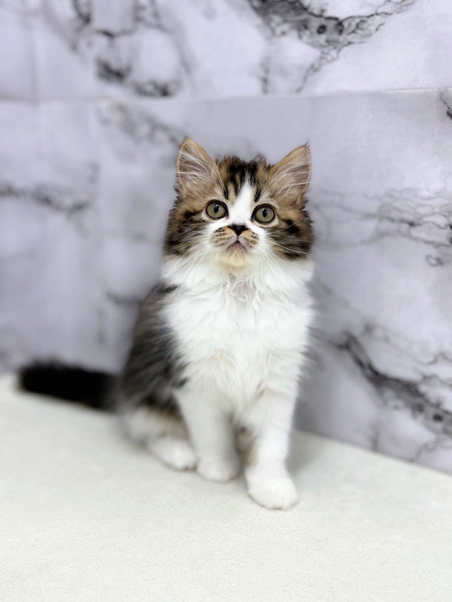 神奈川県のラガマフィン (かねだい東戸塚店/2025年12月20日生まれ/男の子/ブラウンタビーホワイト)の子猫の1枚目の画像