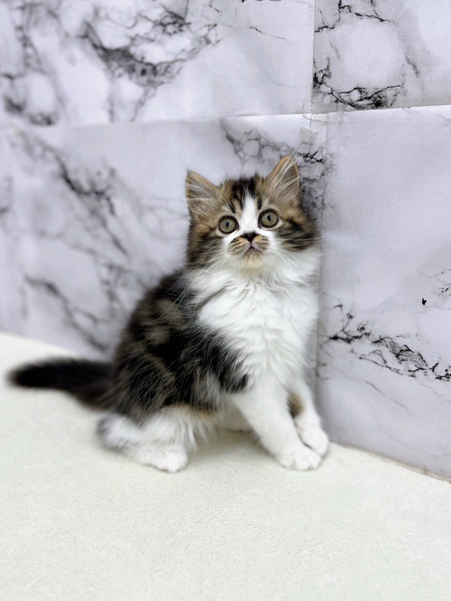 神奈川県のラガマフィン (かねだい東戸塚店/2025年12月20日生まれ/男の子/ブラウンタビーホワイト)の子猫の2枚目の画像