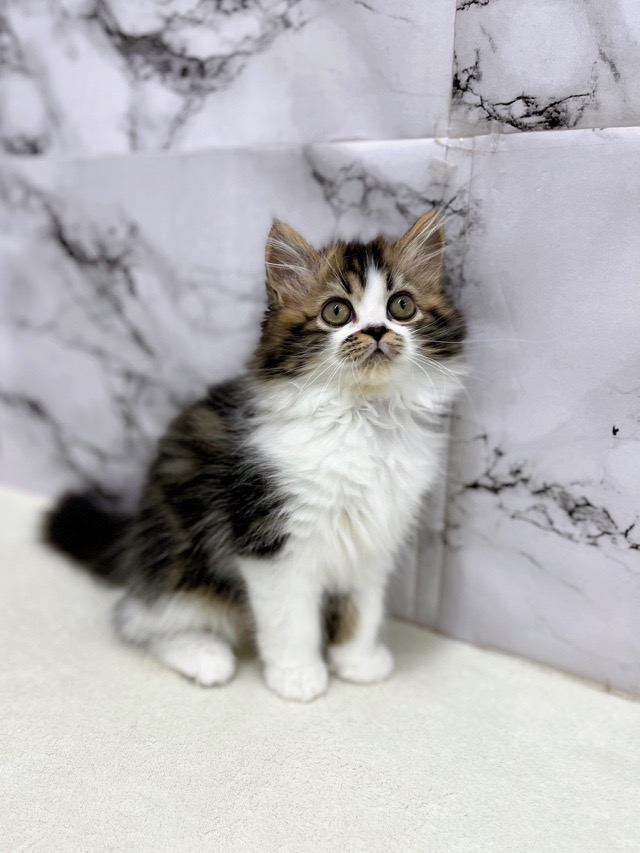 神奈川県のラガマフィン (かねだい東戸塚店/2025年12月20日生まれ/男の子/ブラウンタビーホワイト)の子猫の3枚目の画像