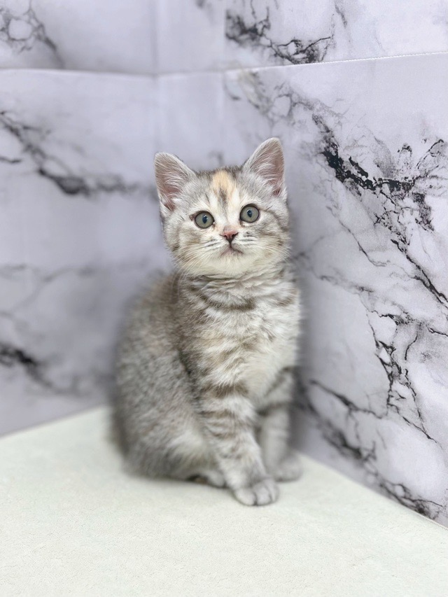 神奈川県のマンチカン (かねだい東戸塚店/2025年12月19日生まれ/女の子/シルバーパッチドマッカレルタビー)の子猫の1枚目の画像