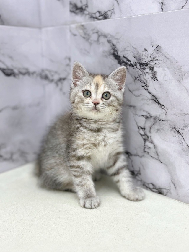 神奈川県のマンチカン (かねだい東戸塚店/2025年12月19日生まれ/女の子/シルバーパッチドマッカレルタビー)の子猫の2枚目の画像