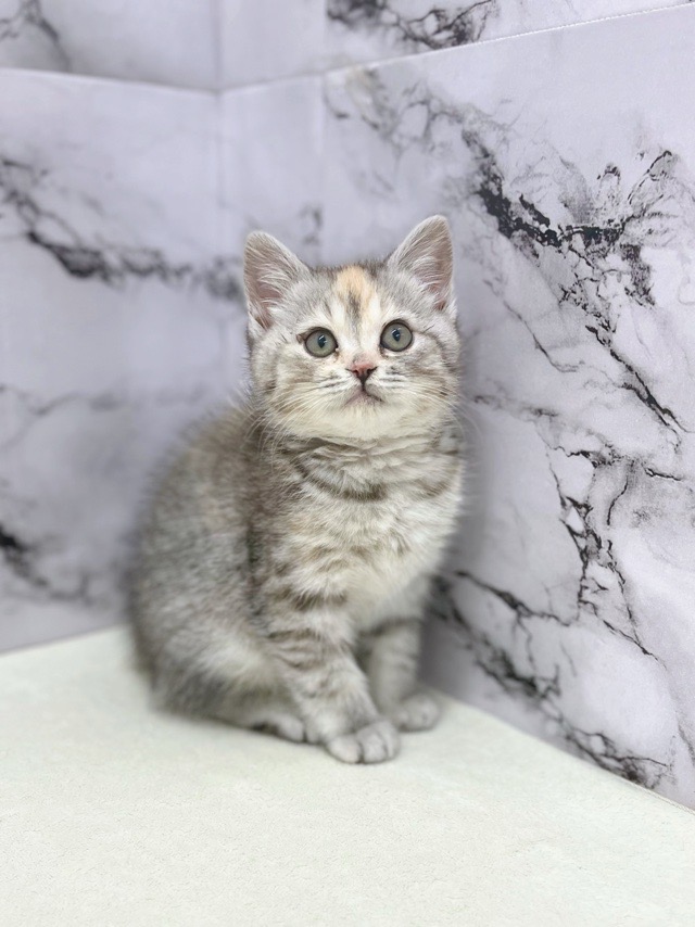 神奈川県のマンチカン (かねだい東戸塚店/2025年12月19日生まれ/女の子/シルバーパッチドマッカレルタビー)の子猫の3枚目の画像