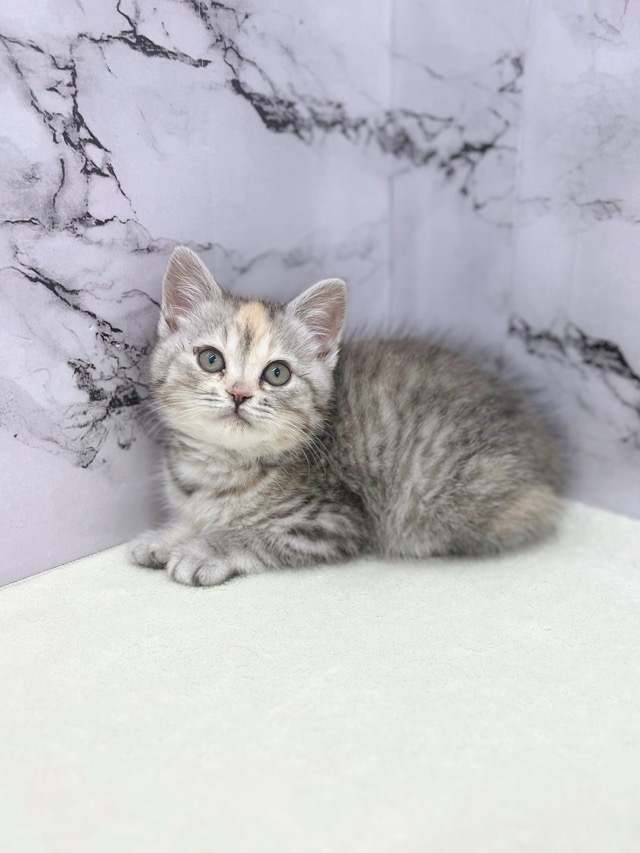 神奈川県のマンチカン (かねだい東戸塚店/2025年12月19日生まれ/女の子/シルバーパッチドマッカレルタビー)の子猫の4枚目の画像