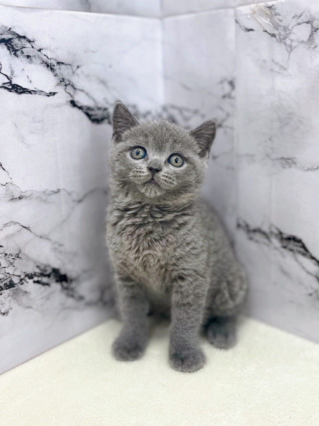 神奈川県のブリティッシュショートヘアー (かねだい東戸塚店/2025年12月27日生まれ/男の子/ブルー)の子猫の2枚目の画像