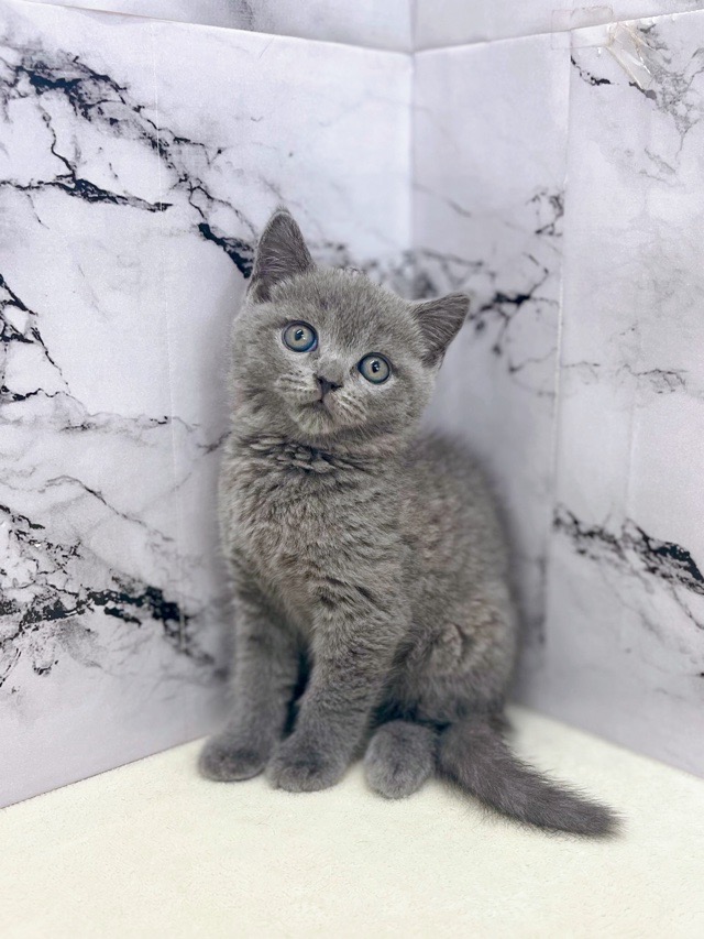 神奈川県のブリティッシュショートヘアー (かねだい東戸塚店/2025年12月27日生まれ/男の子/ブルー)の子猫の3枚目の画像