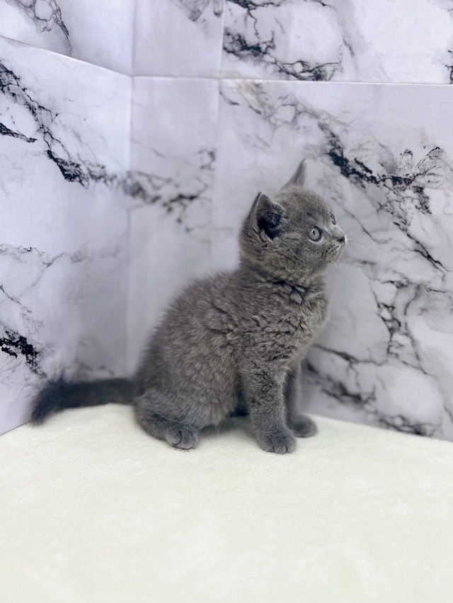 神奈川県のブリティッシュショートヘアー (かねだい東戸塚店/2025年12月27日生まれ/男の子/ブルー)の子猫の4枚目の画像