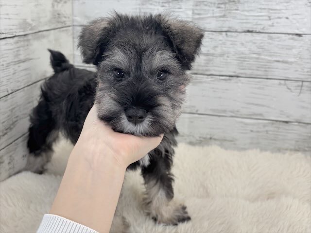 新潟県のミニチュアシュナウザー (かねだいペットトライアル魚沼/2025年12月15日生まれ/男の子/ソルトペッパー)の子犬の3枚目の画像
