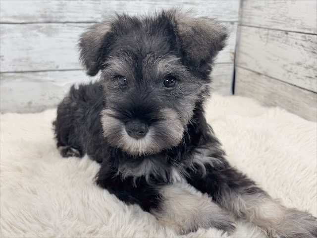 新潟県のミニチュアシュナウザー (かねだいペットトライアル魚沼/2025年12月15日生まれ/男の子/ソルトペッパー)の子犬の4枚目の画像