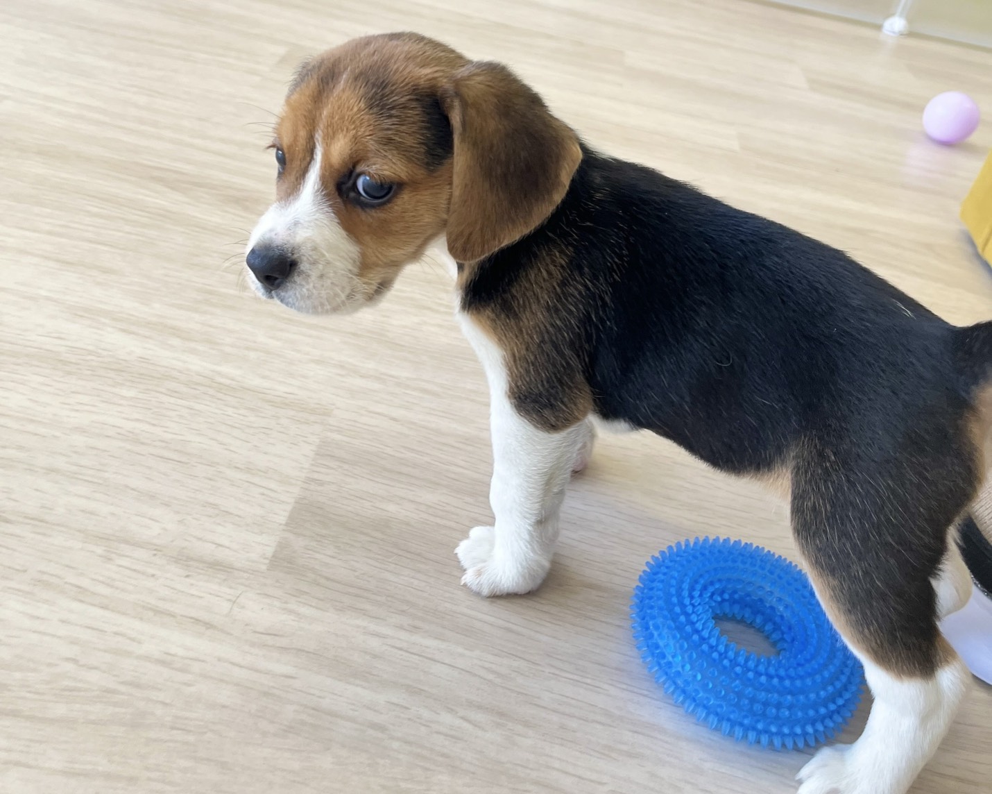 群馬県のビーグル (かねだいペットトライアル前橋/2026年1月5日生まれ/女の子/ブラックタンホワイト)の子犬の3枚目の画像