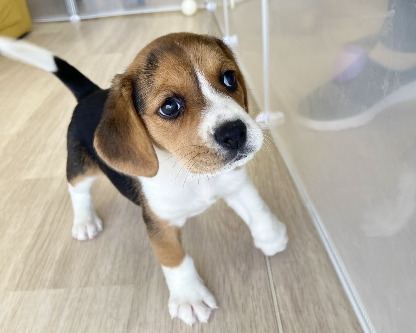 群馬県のビーグル (かねだいペットトライアル前橋/2026年1月5日生まれ/女の子/ブラックタンホワイト)の子犬の1枚目の画像