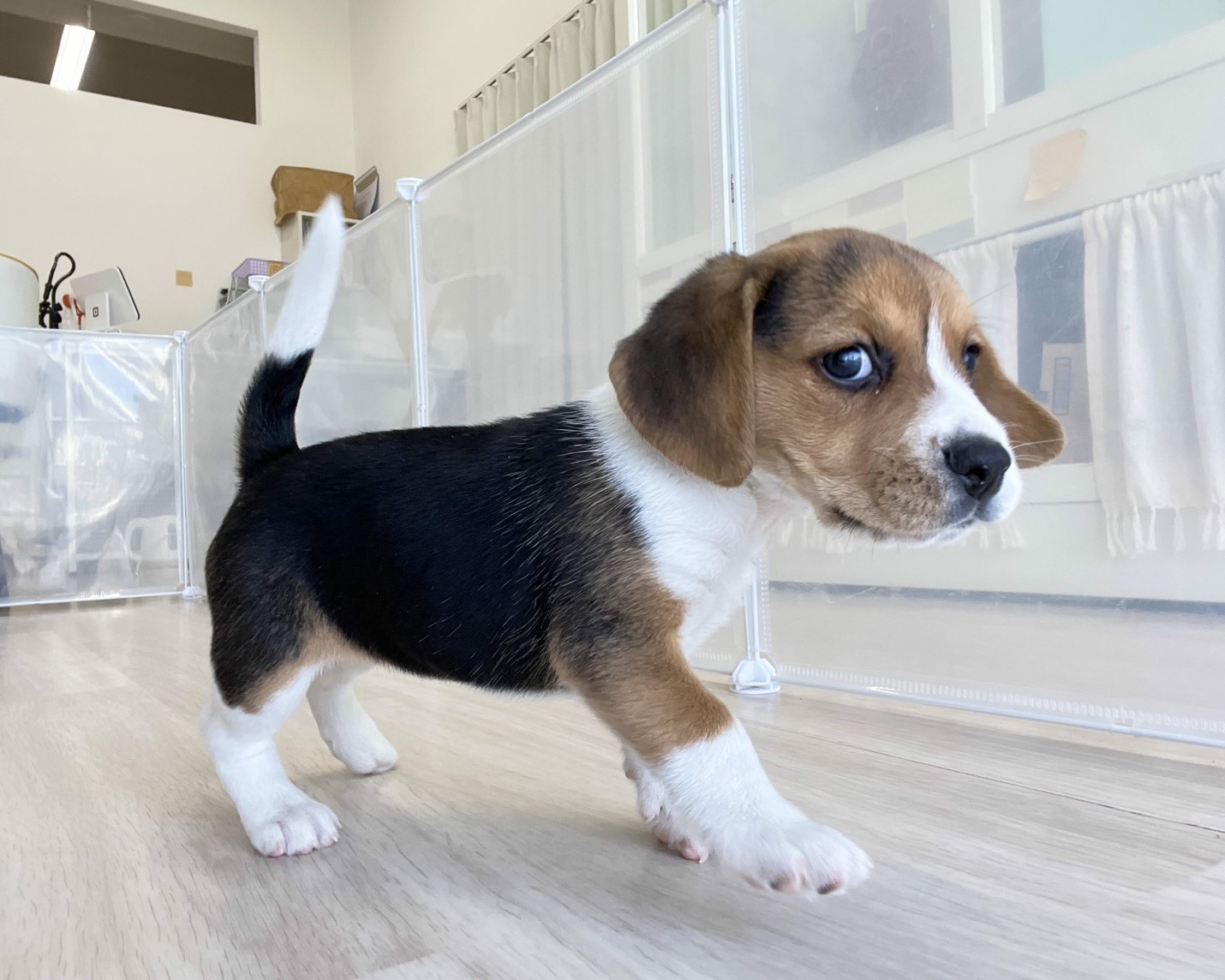 群馬県のビーグル (かねだいペットトライアル前橋/2026年1月5日生まれ/女の子/ブラックタンホワイト)の子犬の4枚目の画像