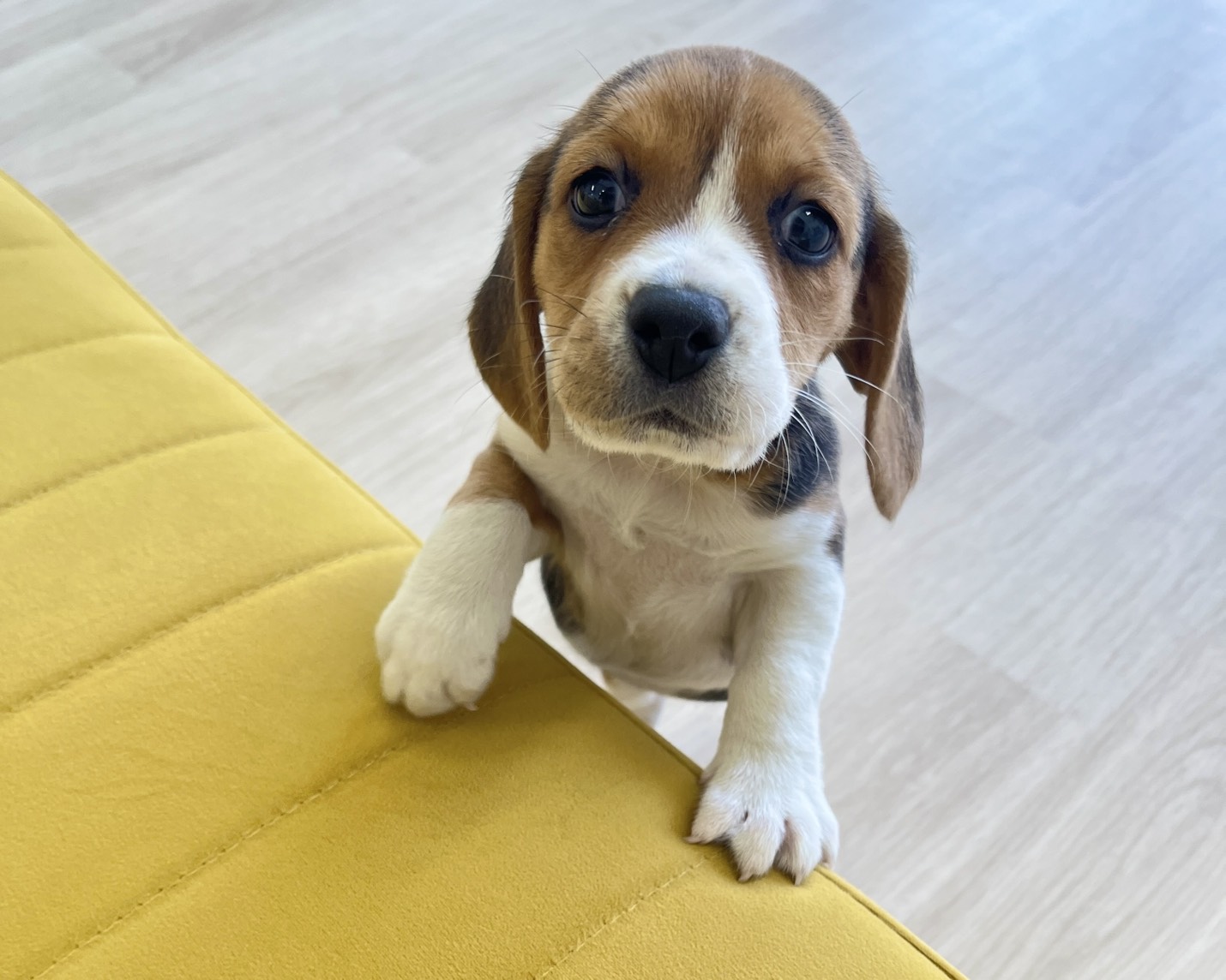 群馬県のビーグル (かねだいペットトライアル前橋/2026年1月5日生まれ/女の子/ブラックタンホワイト)の子犬の2枚目の画像