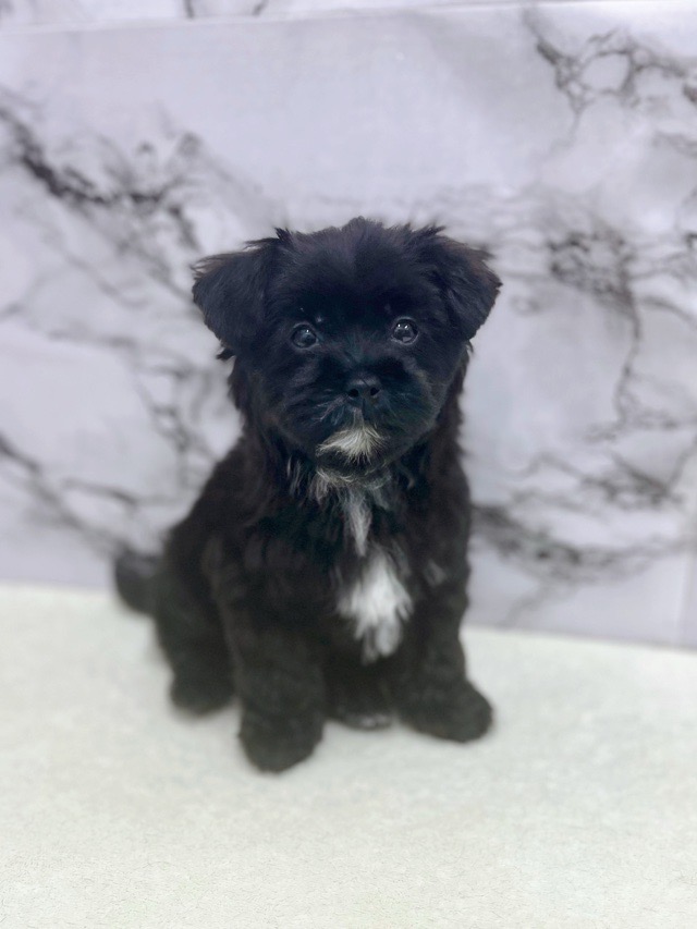 神奈川県のマルプー(マルチーズ×プードル) (かねだい東戸塚店/2025年12月20日生まれ/女の子/ブラック)の子犬の1枚目の画像