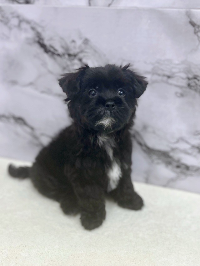 神奈川県のマルプー(マルチーズ×プードル) (かねだい東戸塚店/2025年12月20日生まれ/女の子/ブラック)の子犬の2枚目の画像