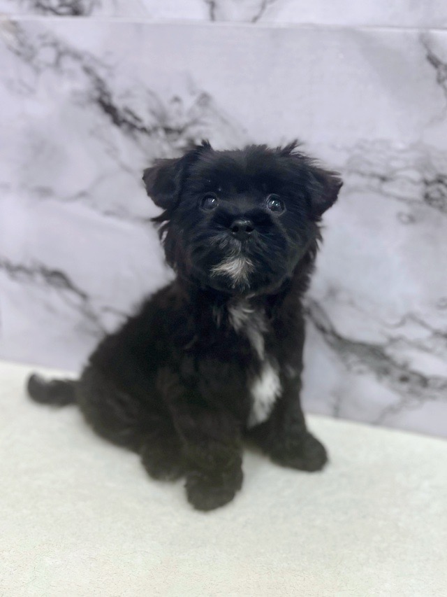 神奈川県のマルプー(マルチーズ×プードル) (かねだい東戸塚店/2025年12月20日生まれ/女の子/ブラック)の子犬の3枚目の画像