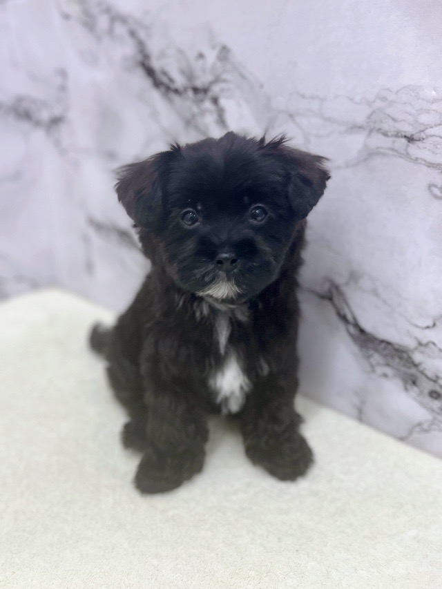 神奈川県のマルプー(マルチーズ×プードル) (かねだい東戸塚店/2025年12月20日生まれ/女の子/ブラック)の子犬の4枚目の画像
