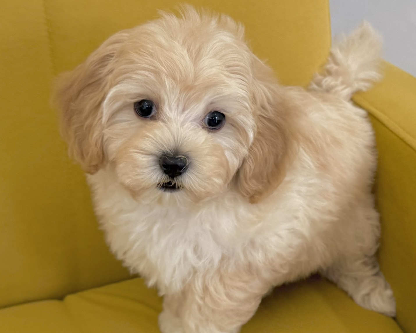 群馬県のマルプー(マルチーズ×プードル) (かねだいペットトライアル前橋/2025年12月14日生まれ/女の子/クリーム)の子犬の2枚目の画像