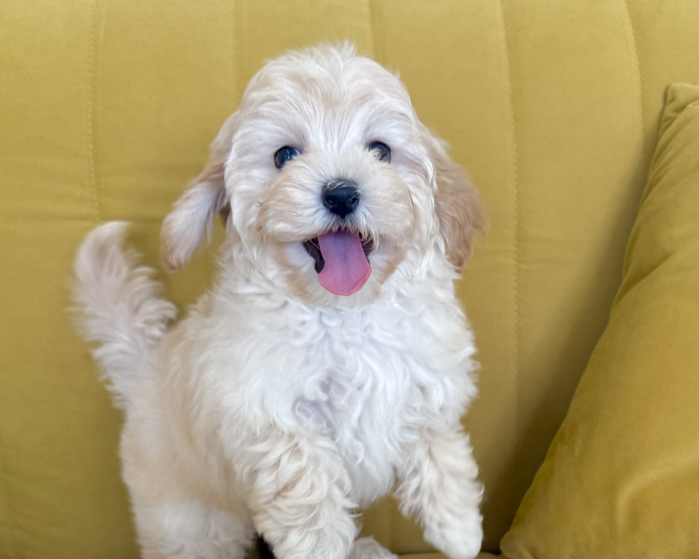 群馬県のマルプー(マルチーズ×プードル) (かねだいペットトライアル前橋/2025年12月14日生まれ/女の子/クリーム)の子犬の3枚目の画像