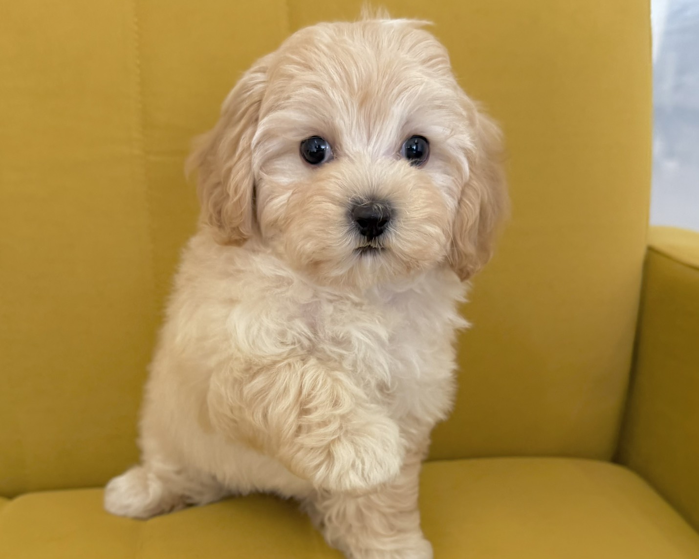 群馬県のマルプー(マルチーズ×プードル) (かねだいペットトライアル前橋/2025年12月14日生まれ/女の子/クリーム)の子犬の4枚目の画像