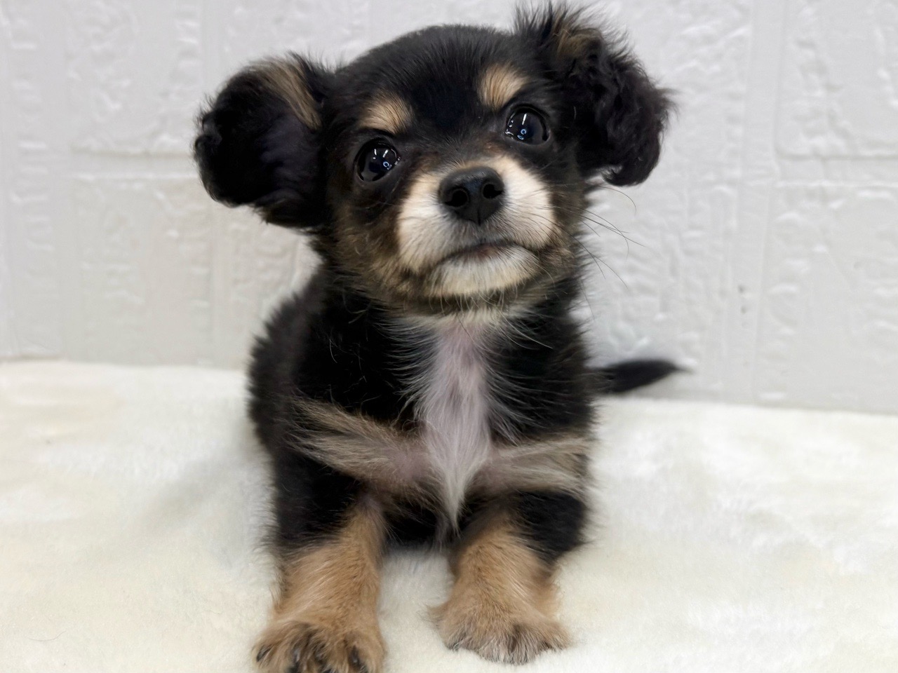 東京都のチワックス(チワワ×ダックス) (かねだい青梅店/2025年12月31日生まれ/男の子/ブラックタン)の子犬の1枚目の画像