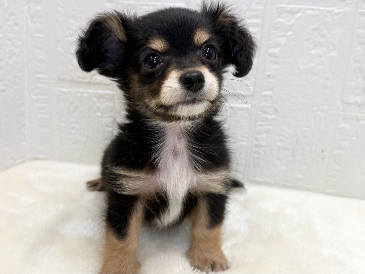 東京都のチワックス(チワワ×ダックス) (かねだい青梅店/2025年12月31日生まれ/男の子/ブラックタン)の子犬の2枚目の画像