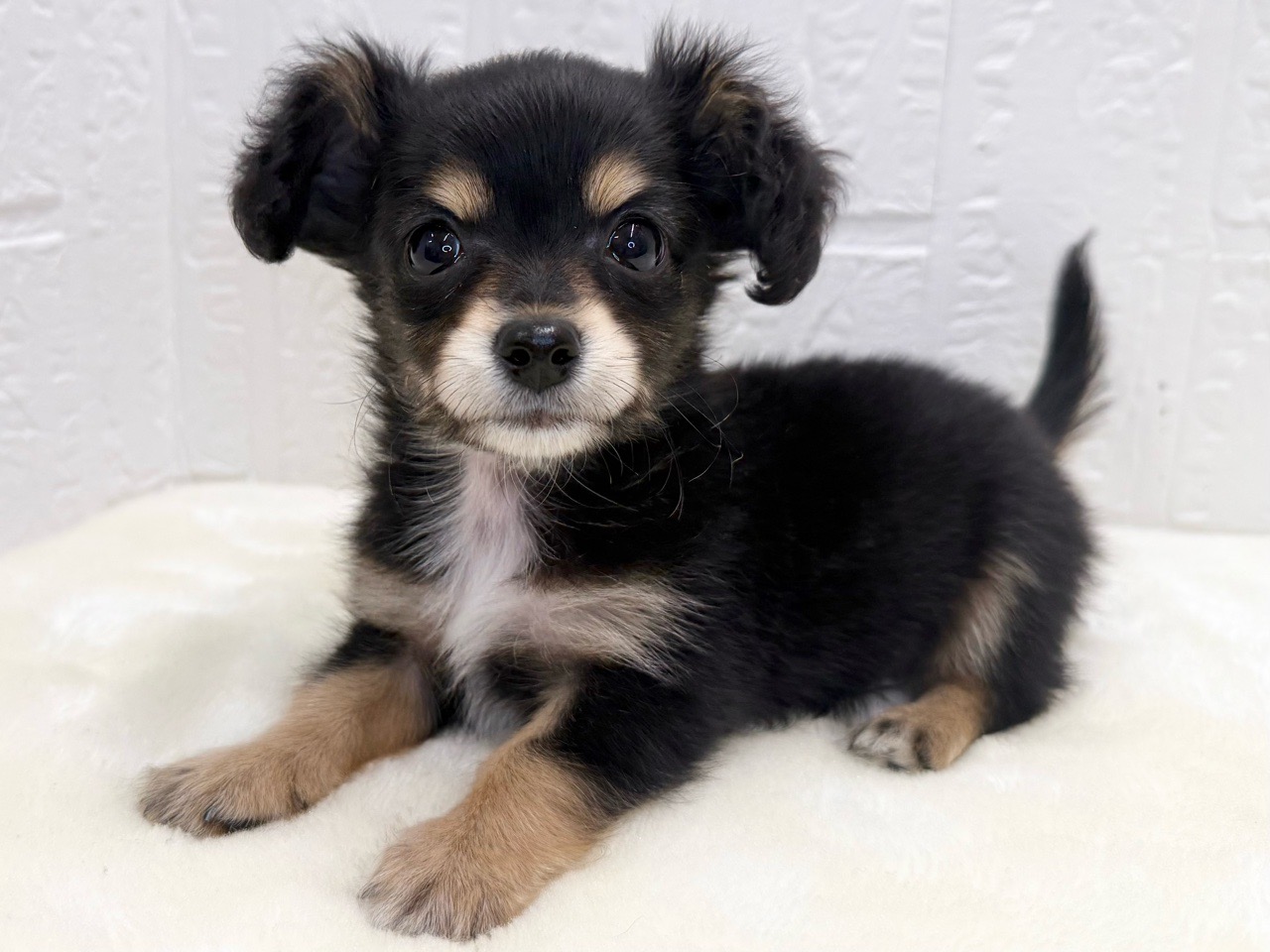 東京都のチワックス(チワワ×ダックス) (かねだい青梅店/2025年12月31日生まれ/男の子/ブラックタン)の子犬の4枚目の画像