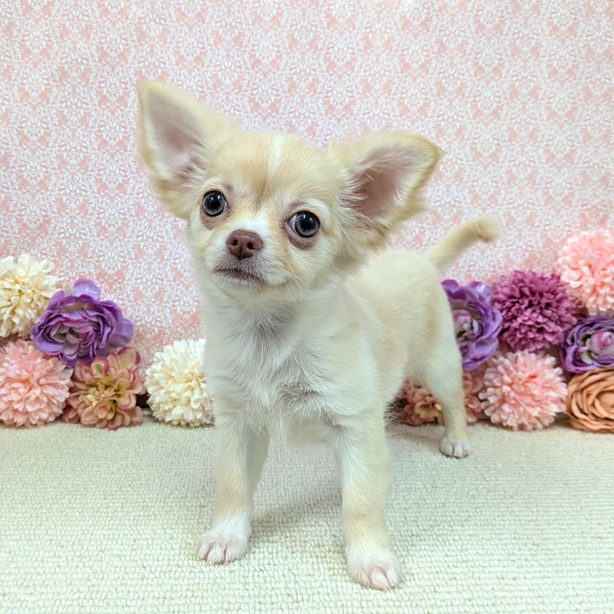 千葉県のチワワ(ロング) (かねだい四街道店/2025年12月18日生まれ/女の子/クリーム)の子犬の1枚目の画像