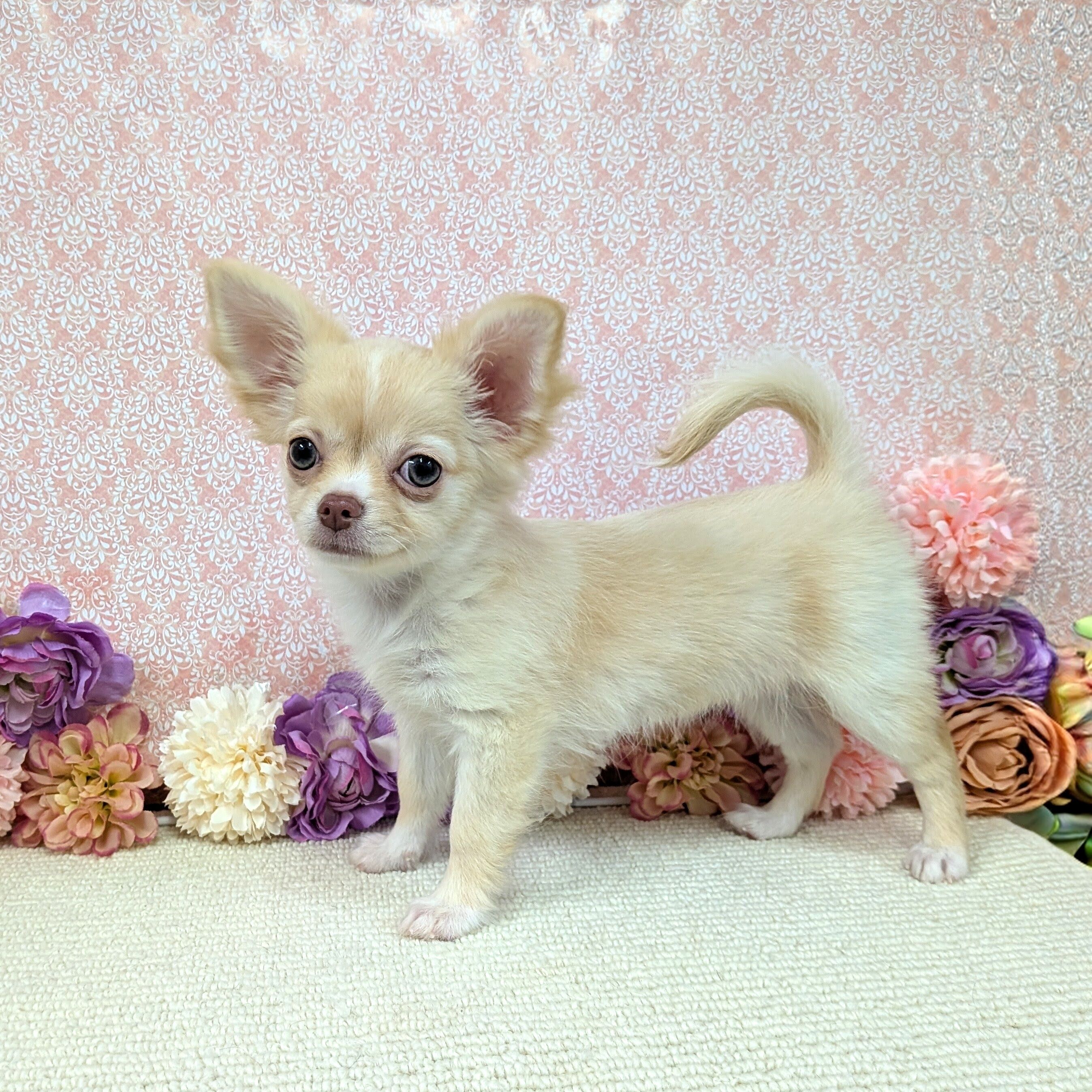 千葉県のチワワ(ロング) (かねだい四街道店/2025年12月18日生まれ/女の子/クリーム)の子犬の2枚目の画像