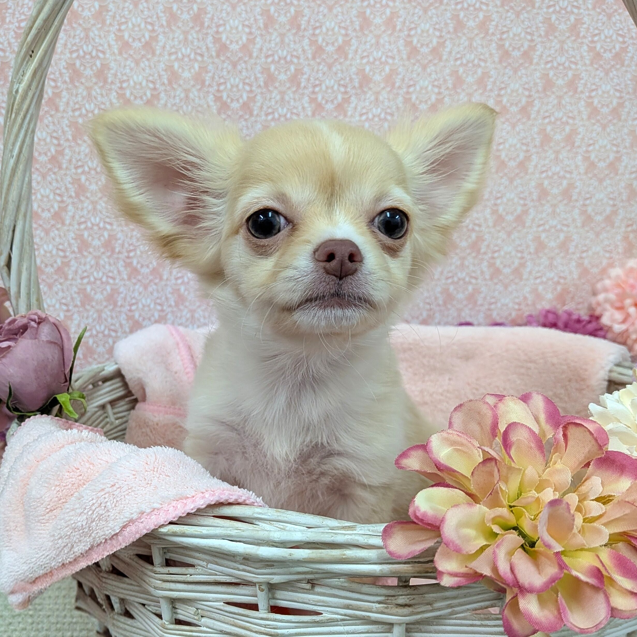 千葉県のチワワ(ロング) (かねだい四街道店/2025年12月18日生まれ/女の子/クリーム)の子犬の3枚目の画像