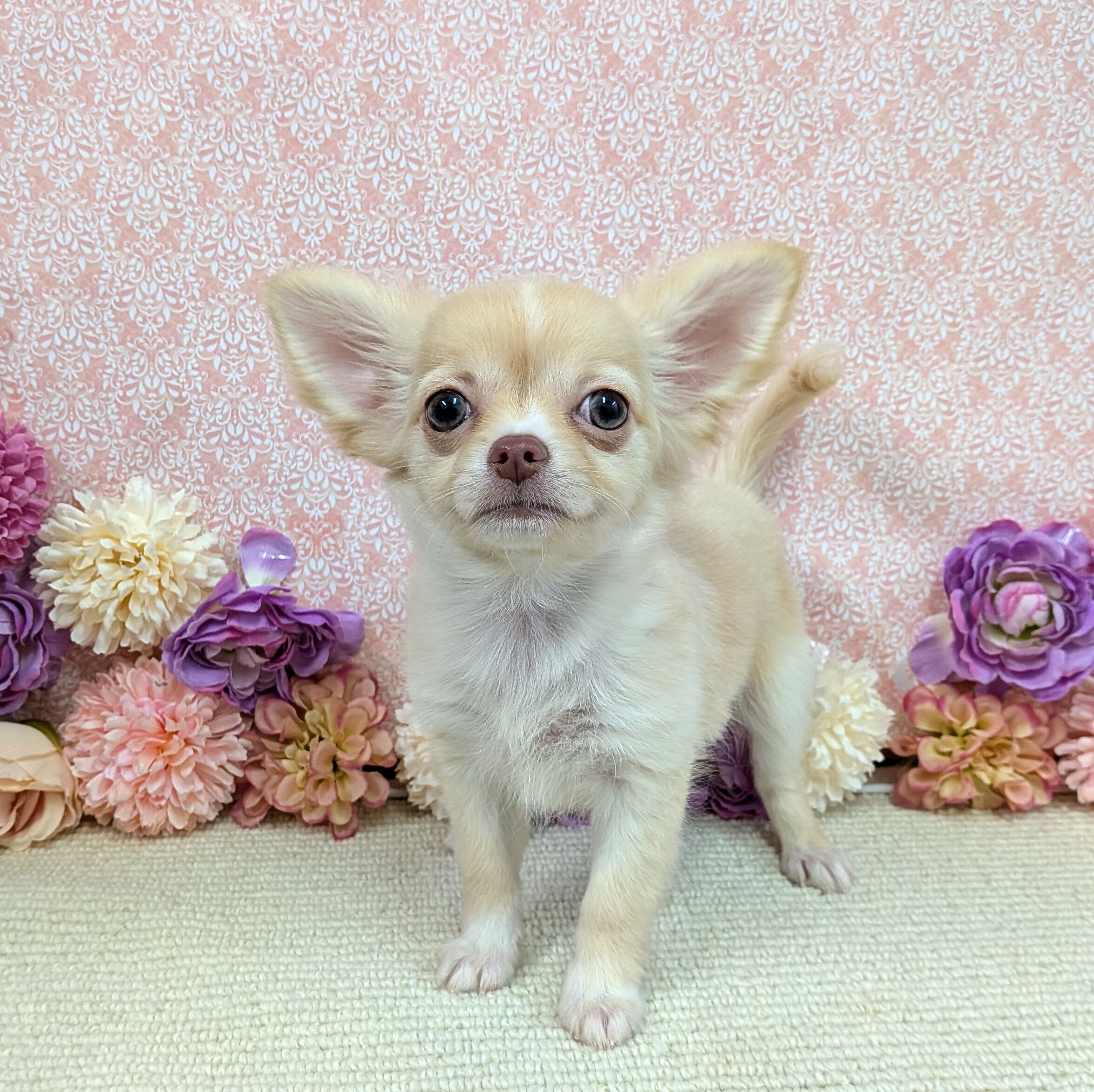 千葉県のチワワ(ロング) (かねだい四街道店/2025年12月18日生まれ/女の子/クリーム)の子犬の4枚目の画像