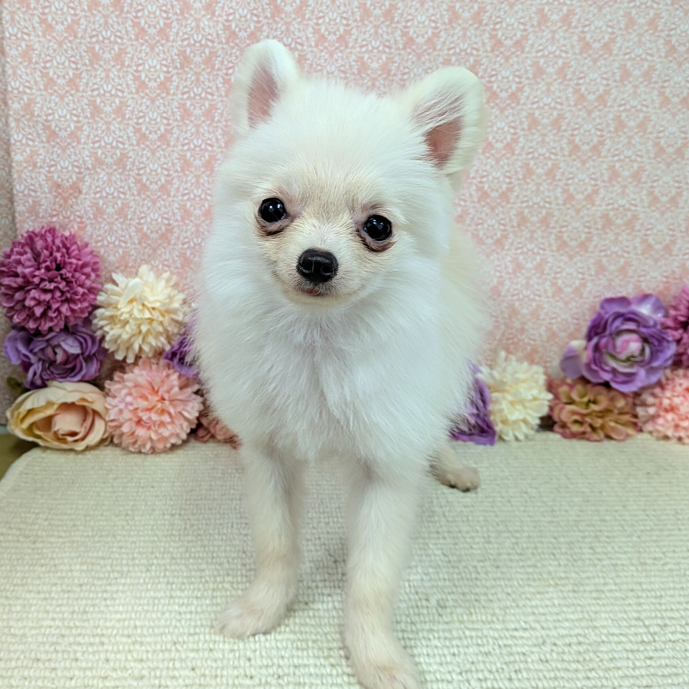 千葉県のポメラニアン (かねだい四街道店/2025年10月12日生まれ/男の子/クリーム)の子犬の1枚目の画像