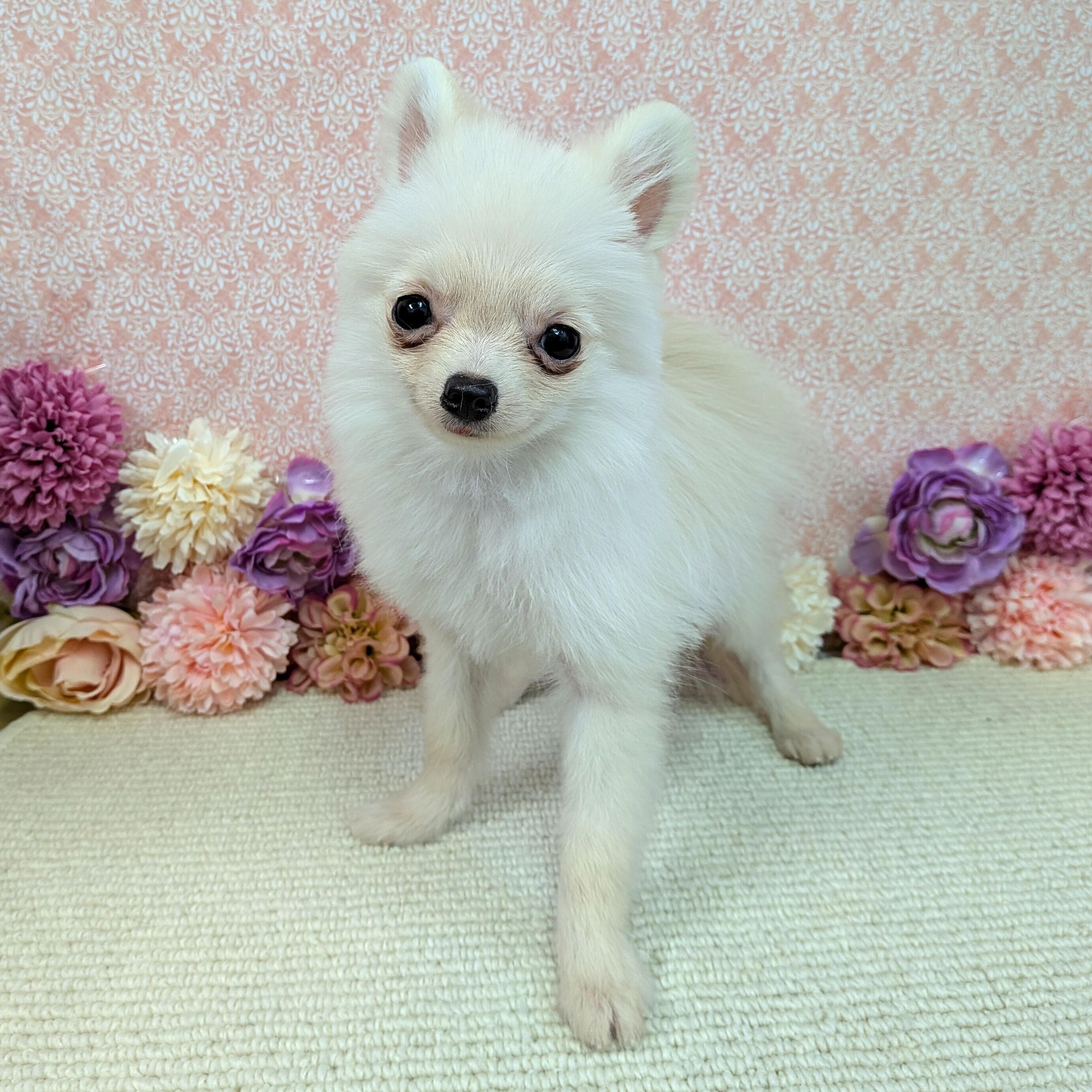 千葉県のポメラニアン (かねだい四街道店/2025年10月12日生まれ/男の子/クリーム)の子犬の4枚目の画像