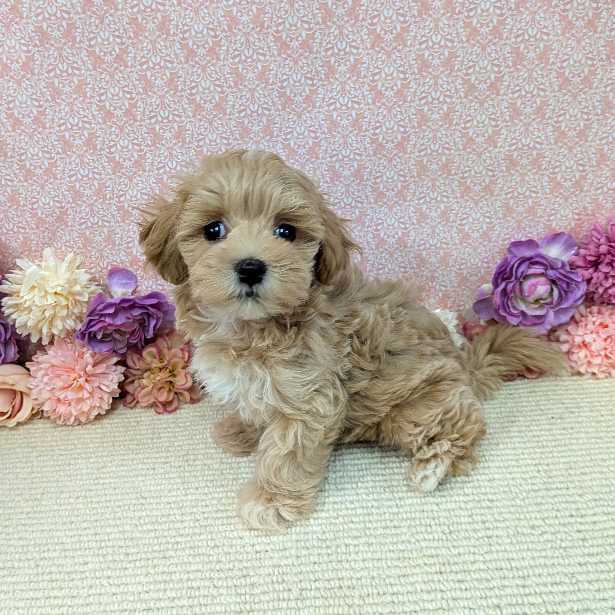 千葉県のハーフ犬・ミックス犬 (かねだい四街道店/2026年1月2日生まれ/男の子/アプリコット)の子犬の4枚目の画像