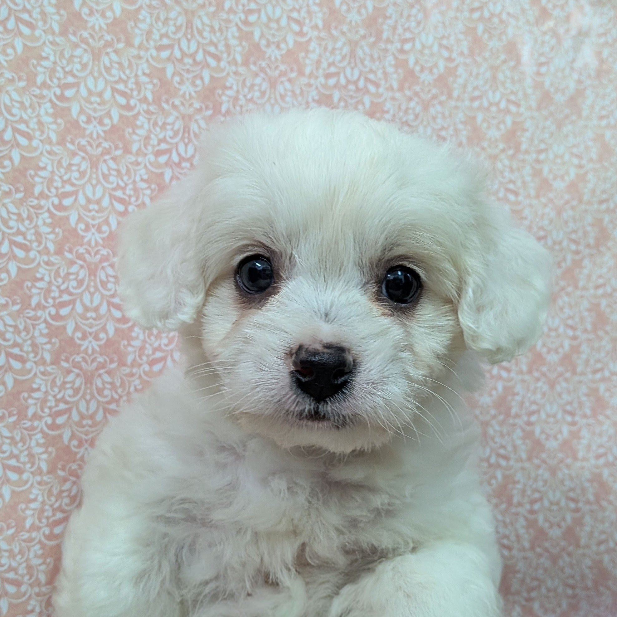 千葉県のハーフ犬・ミックス犬 (かねだい四街道店/2026年1月4日生まれ/男の子/ホワイト)の子犬の1枚目の画像