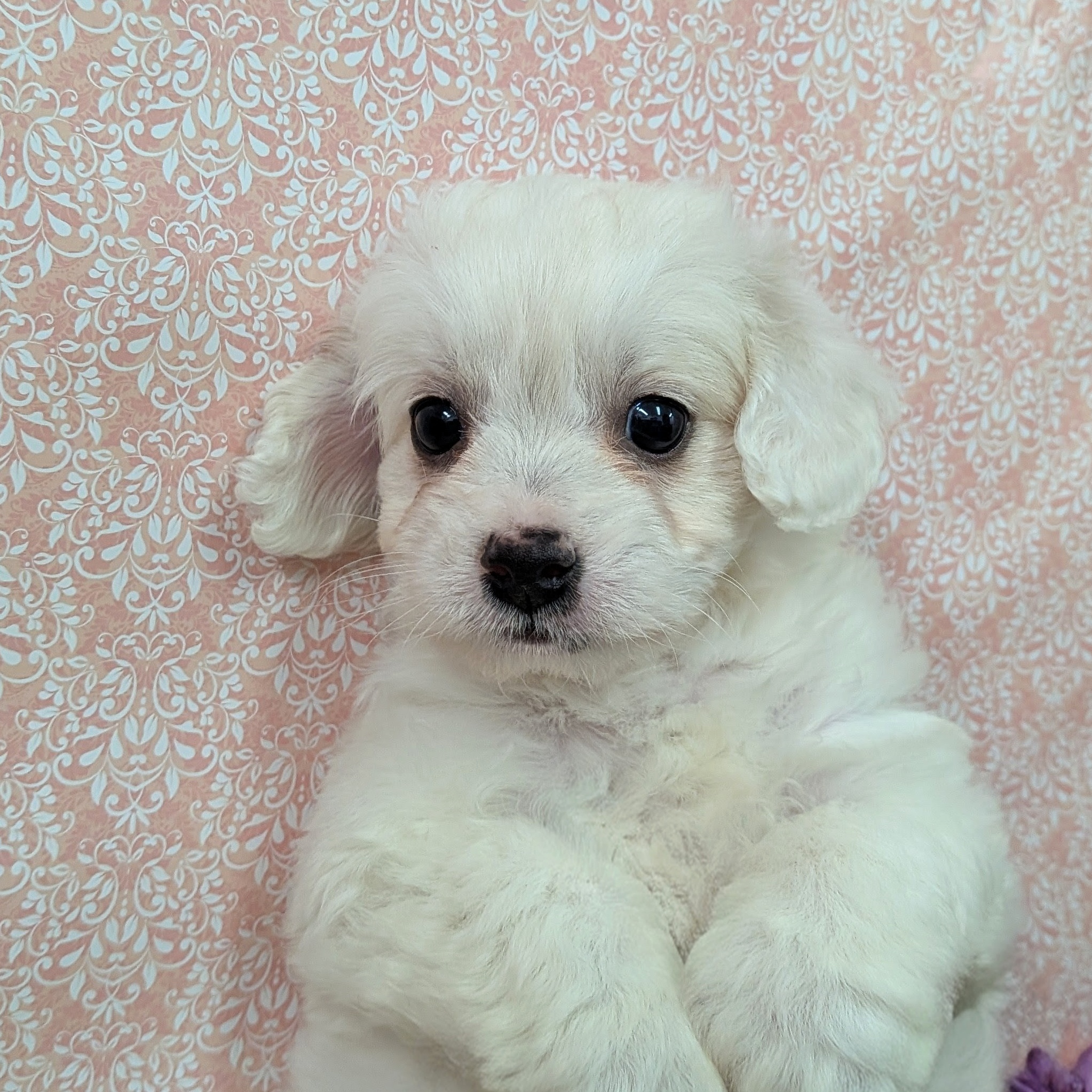 千葉県のハーフ犬・ミックス犬 (かねだい四街道店/2026年1月4日生まれ/男の子/ホワイト)の子犬の2枚目の画像