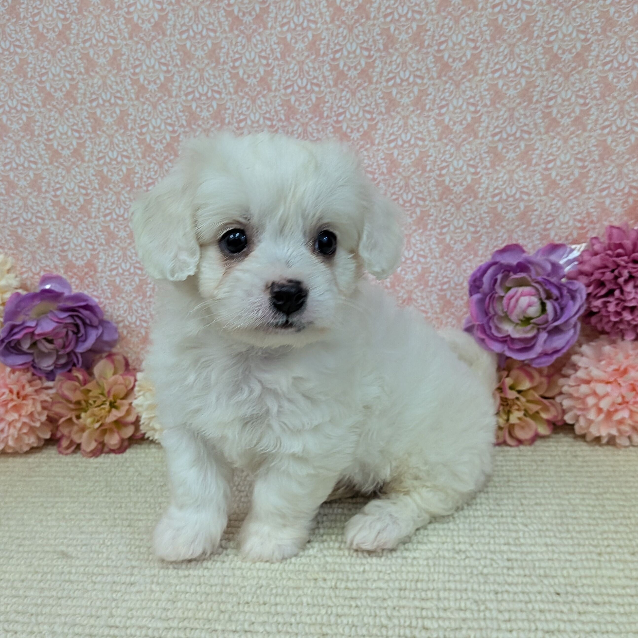 千葉県のハーフ犬・ミックス犬 (かねだい四街道店/2026年1月4日生まれ/男の子/ホワイト)の子犬の3枚目の画像