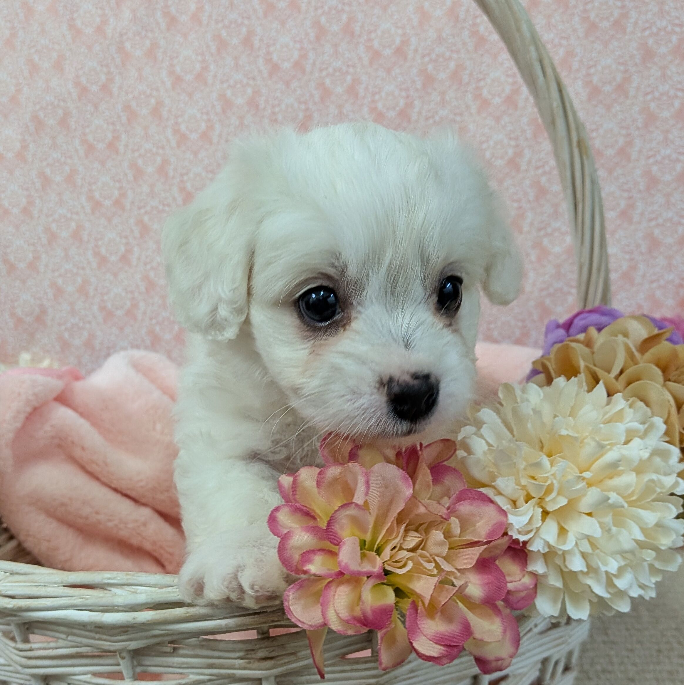 千葉県のハーフ犬・ミックス犬 (かねだい四街道店/2026年1月4日生まれ/男の子/ホワイト)の子犬の4枚目の画像