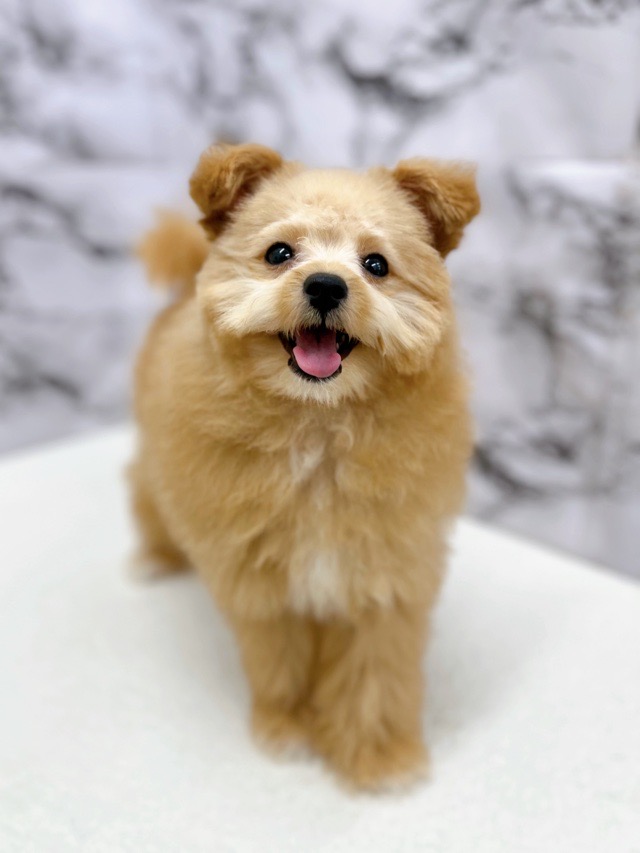 神奈川県のポメプー(ポメラニアン×プードル) (かねだい東戸塚店/2025年11月14日生まれ/男の子/アプリコット)の子犬の1枚目の画像