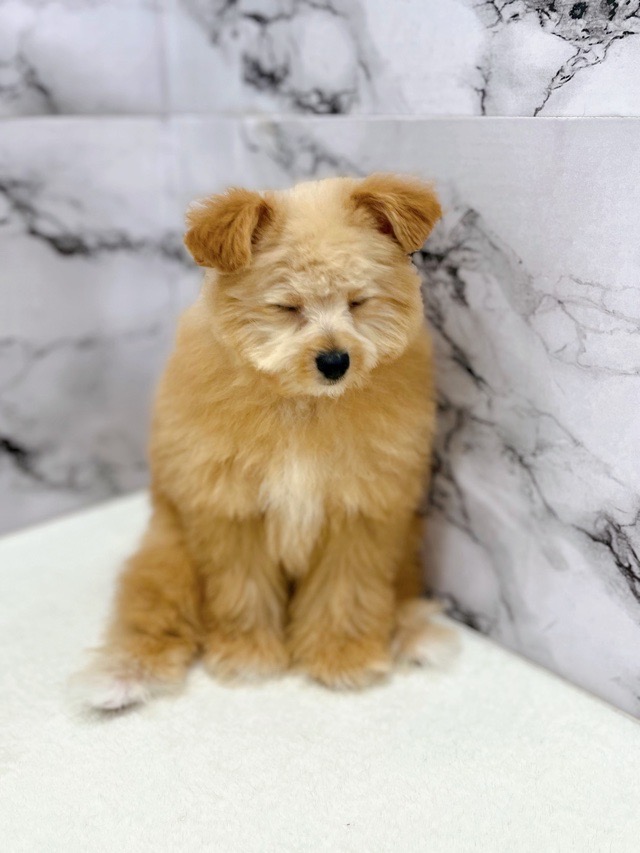 神奈川県のポメプー(ポメラニアン×プードル) (かねだい東戸塚店/2025年11月14日生まれ/男の子/アプリコット)の子犬の4枚目の画像