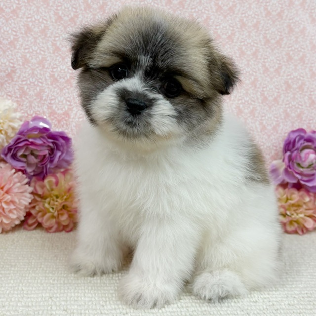 千葉県のハーフ犬・ミックス犬 (かねだい四街道店/2025年12月6日生まれ/女の子/その他色)の子犬の1枚目の画像